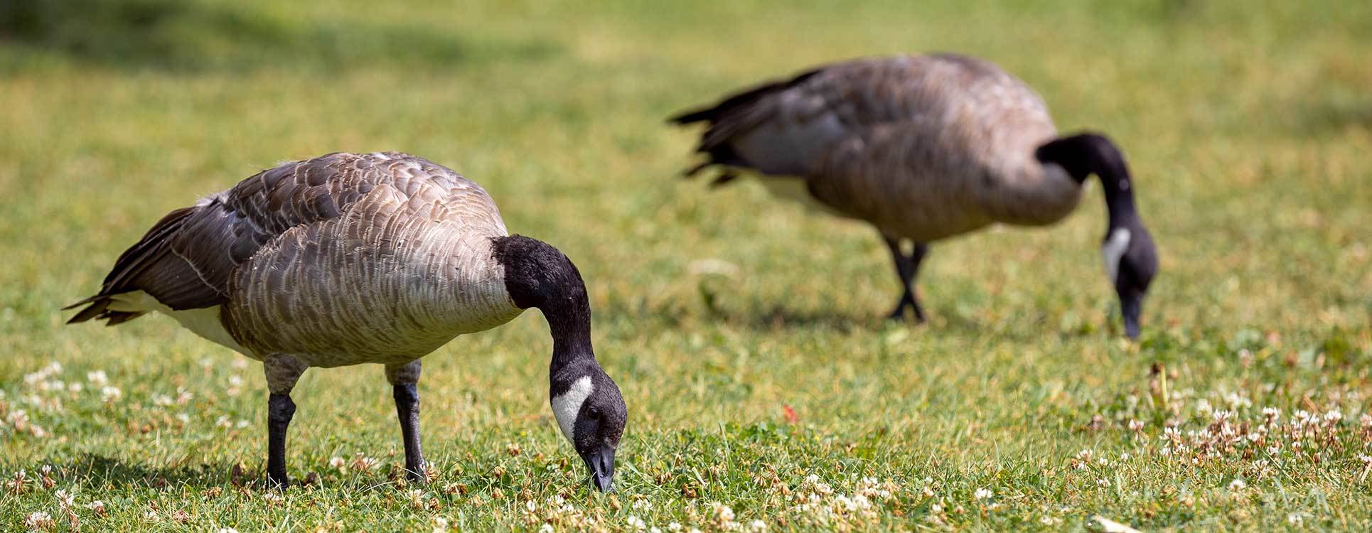 Woodbend Leduc Homes For Sale Woodbend Subdivision